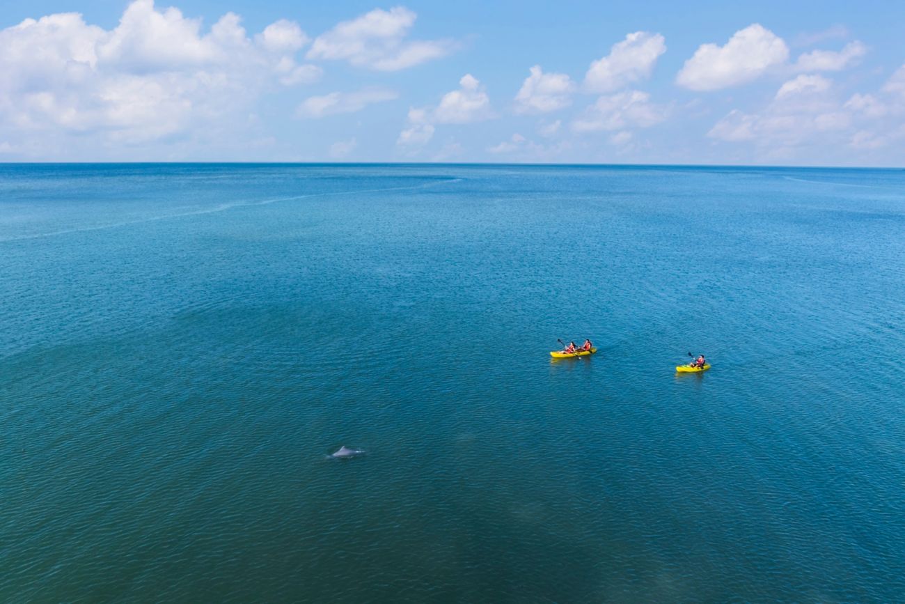 rz-lgkrz-kayak-dolphins-1-24468_Classic-Hor