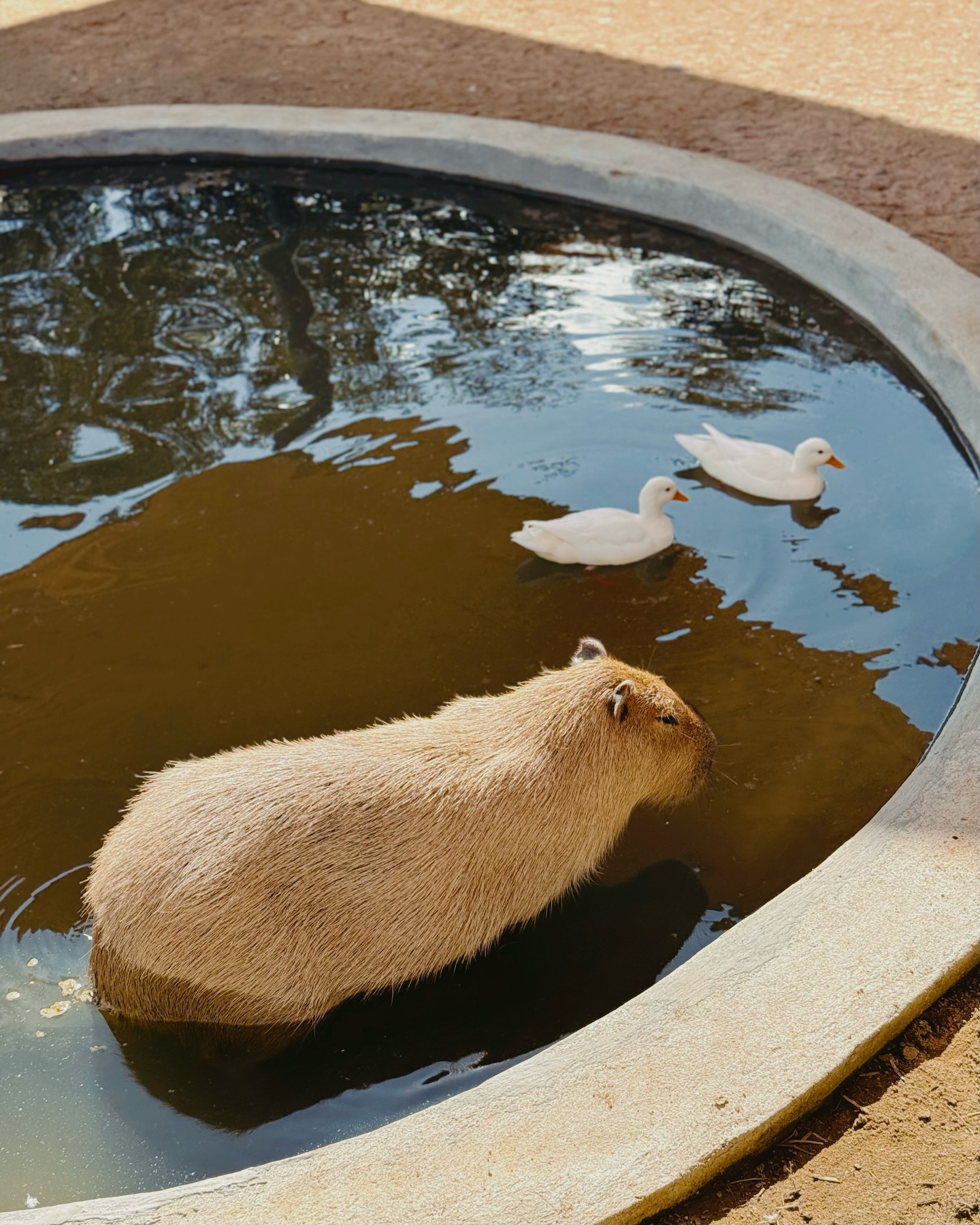 stephyshuen_1767705575_3804112541588726101_12839427